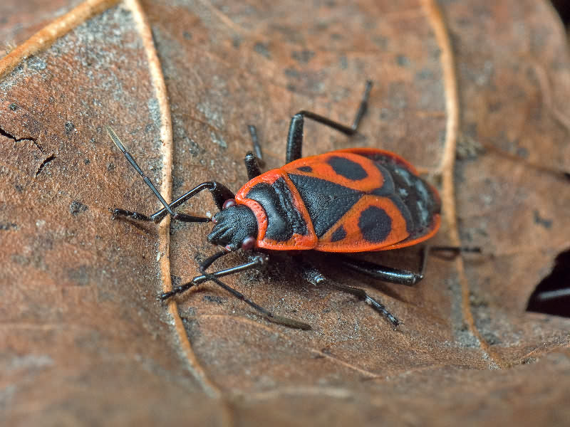 Pyrrhocoris apterus (Linnaeus, 1758)